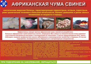 Африканская чума свиней